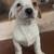 PUPS 6 thumbnail