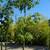 Silk Floss Tree 6 thumbnail