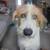 Irish Wolfhound 1 thumbnail