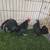 Bantam chickens 2 thumbnail