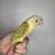 Dilute Conure 1 thumbnail