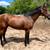 Home Run of a Horse 2 thumbnail