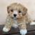 HairedMaltipoo puppies 1 thumbnail