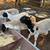 BORREGOS, SHEEPS, CHIVOS, GOATS FOR SALE 4 thumbnail
