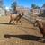 2 Billy goats 2 thumbnail