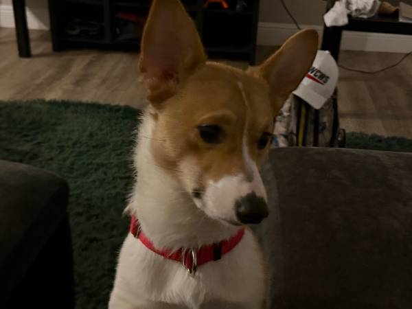 Pembroke corgi male63687883447683123