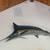 Blue Marlin mounted 2 thumbnail