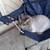 Maine Coon Cat 1 thumbnail