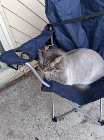 Maine Coon Cat 1