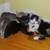 Kittens 11 thumbnail