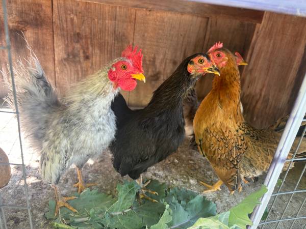 Serama chickens (Beverly)63655698323971122