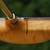 HANDMADE MYRTLEWOOD PUTTER MADE IN COOS BAY, OREGON 2 thumbnail