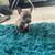 American pocket bully puppies 4 thumbnail