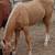 AQHA FILLY 1 thumbnail