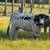 Nice park cow 1 thumbnail