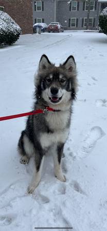 Need to Rehome 1.5 year old Husky (OKC)63976603199490122