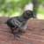 Ayam Cemani chicks 2 thumbnail