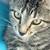 Cats 2 thumbnail