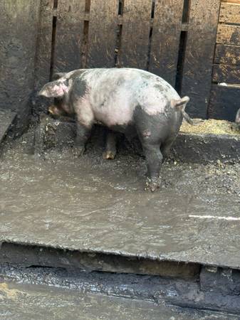 Pigs 1