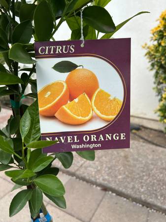 Washington Navel Orange Tree - $59 (san jose south)63471366620161120