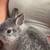 Netherland dwarf 1 thumbnail