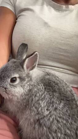 Netherland dwarf 1