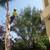 JOSE TREE CARE  SERVICE___________________________ALL SAN JOSE ,N 13 thumbnail