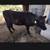 Two cows 1 thumbnail