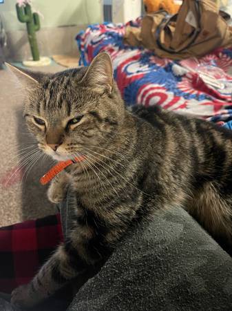 Mother and daugter cats free to good home (Biddeford)64028931904771124