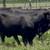 Brangus & Brangus Cross Replacement Heifers 22 thumbnail
