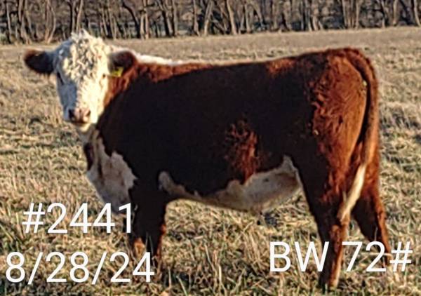 Polled Hereford Bulls 1