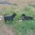 puppies 19 thumbnail
