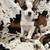 Corgi 1 thumbnail