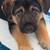Shepard mix puppies 6 weeks old 4 thumbnail