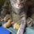 Young cat!!! 4 thumbnail