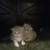 One Kitten Left Available! 60% off!! British Shorthair! 2 thumbnail