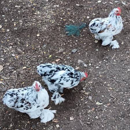 Roosters 1