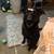Rehoming German shepherd mix 1 thumbnail