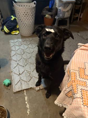 Rehoming German shepherd mix 1