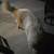 Great Pyrenees (no re homing fee) 3 thumbnail