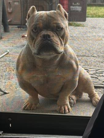 Rehoming Bully (San Jose)63909865867139120
