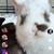 Bunnies 1 thumbnail