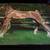 Horse Oil Painting by Thomas 6 thumbnail