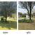 Tree trimming 2 thumbnail
