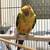 Sun Conure 1 thumbnail