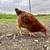 Pullet 1 thumbnail