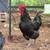 Australorp Rooster – young + 1 older (chicken) 6 thumbnail