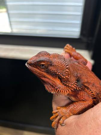 Monstruo rojo, dragón barbudo, hembra63667828932225121