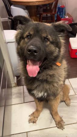 Male dog (Fort Thomas)