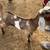 Nubian bucklings 1 thumbnail